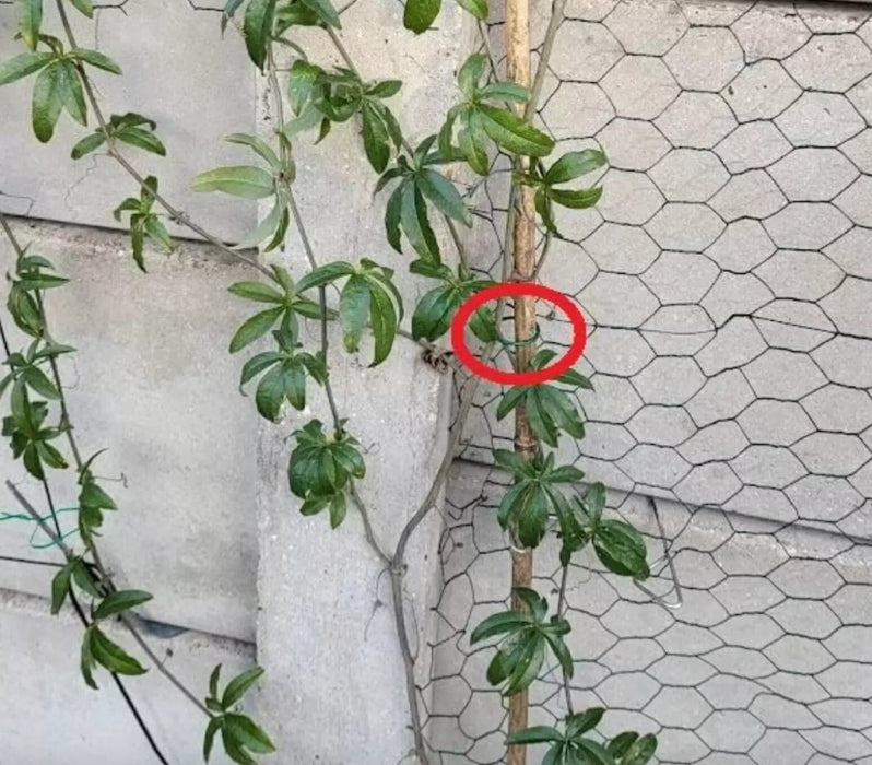 100Pc Garden Plant Rings Wire Plastic Coated Reusable Twisty Garden Outdoor Use